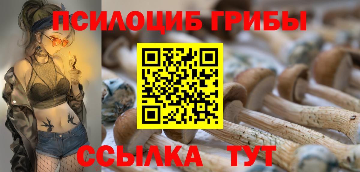 продажа наркотиков  Вход с VPN  Краснознаменск  Галлюциногенные грибы Psilocybe 